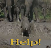Baby Elephant takes Mud Bath